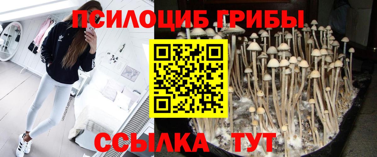 Стрежевой  Псилоцибиновые грибы Psilocybe  наркотики  Вход с VPN 